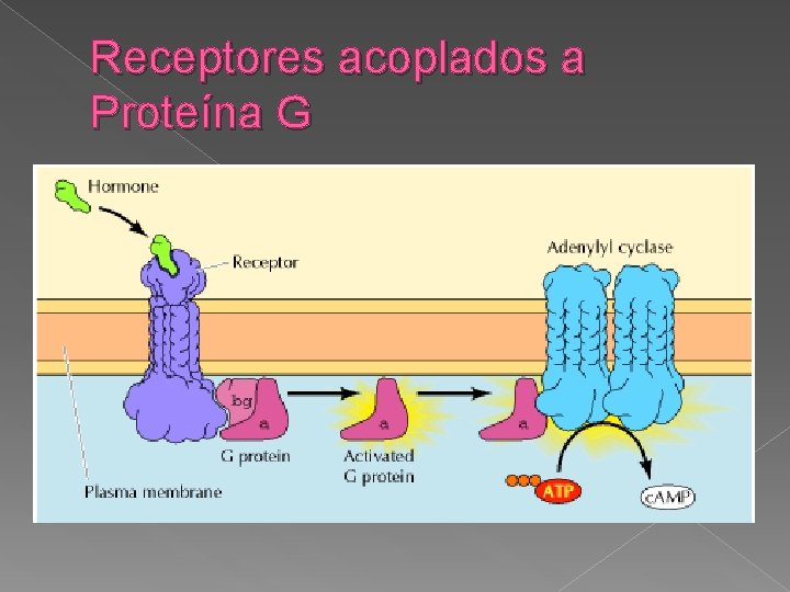 Receptores acoplados a Proteína G 