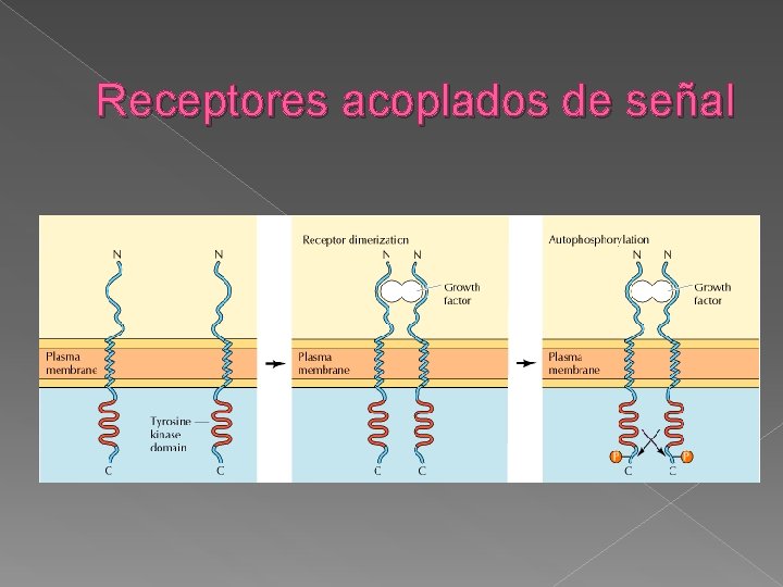 Receptores acoplados de señal 
