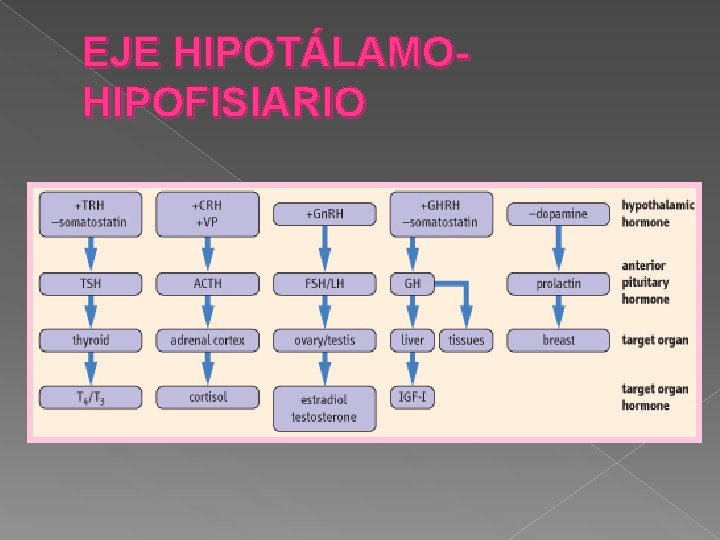 EJE HIPOTÁLAMOHIPOFISIARIO 