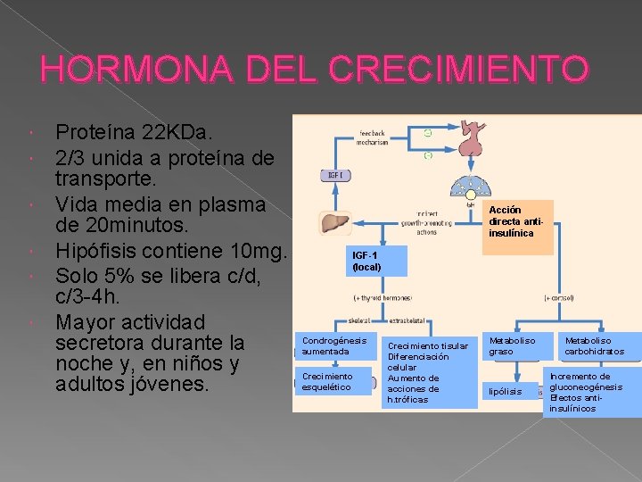HORMONA DEL CRECIMIENTO Proteína 22 KDa. 2/3 unida a proteína de transporte. Vida media