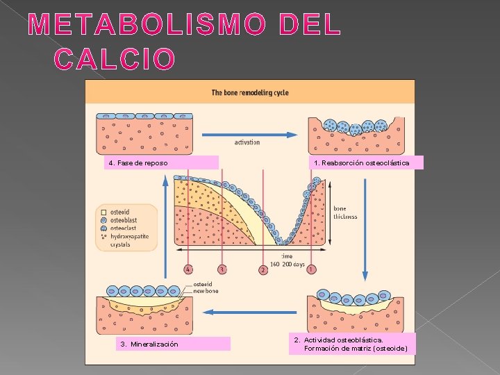 4. Fase de reposo 3. Mineralización 1. Reabsorción osteoclástica 2. Actividad osteoblástica. Formación de