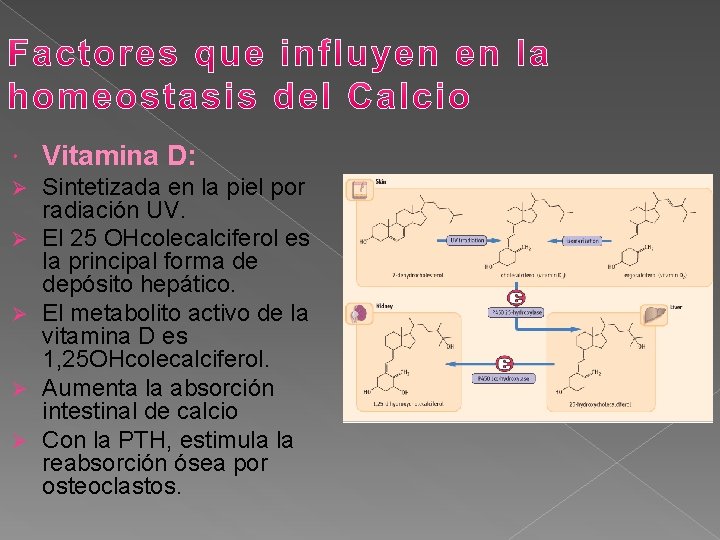  Vitamina D: Ø Sintetizada en la piel por radiación UV. El 25 OHcolecalciferol