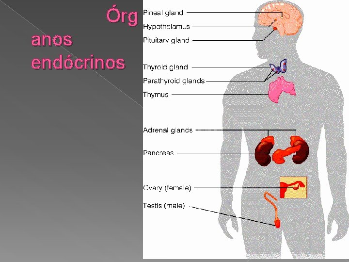 Órg anos endócrinos 6 