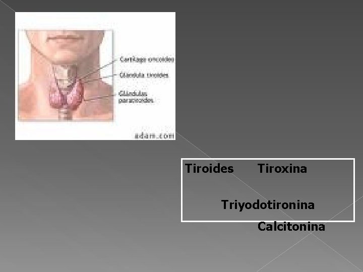 Tiroides Tiroxina Triyodotironina Calcitonina 