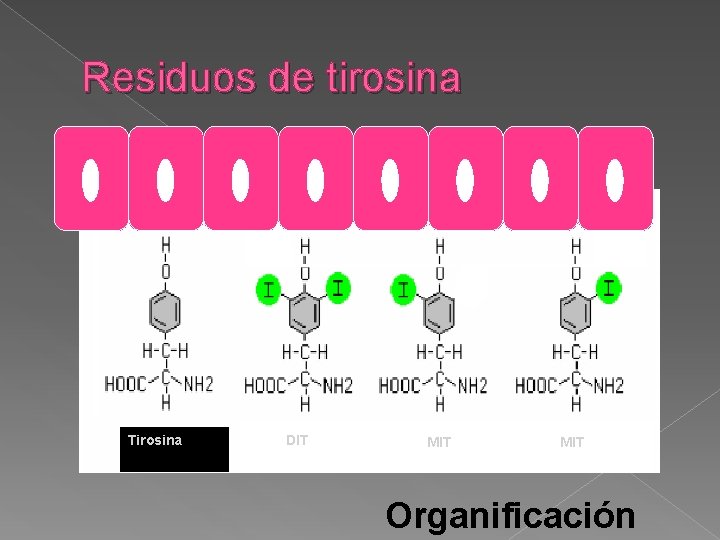Residuos de tirosina Tirosina DIT MIT Organificación 