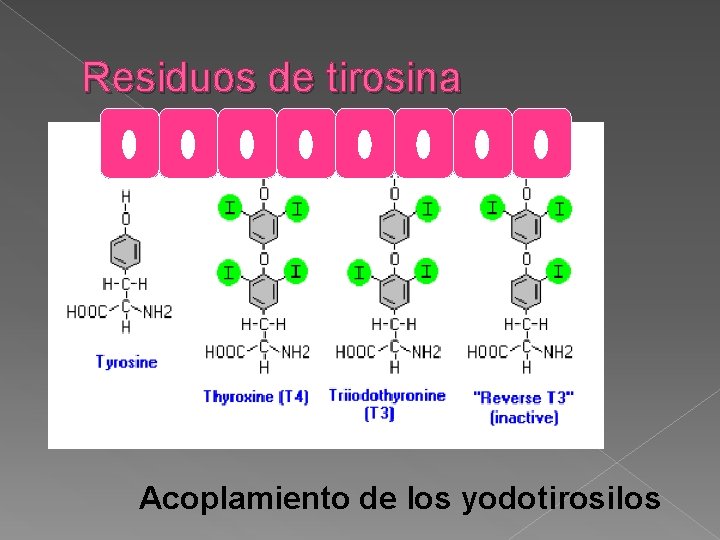 Residuos de tirosina Acoplamiento de los yodotirosilos 