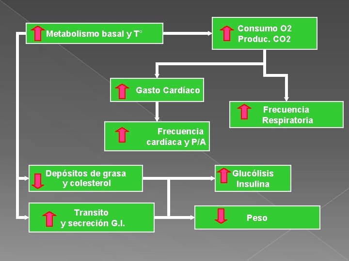 Consumo O 2 Produc. CO 2 Metabolismo basal y T° Gasto Cardíaco Frecuencia Respiratoria