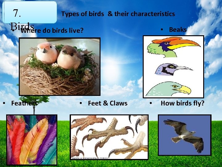 Types of birds 7. Birds • Where do birds live? • Feathers & their