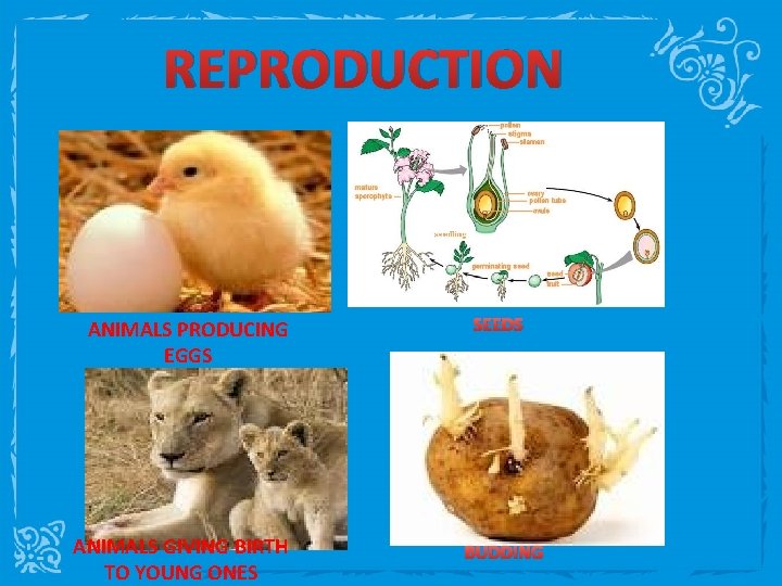 REPRODUCTION ANIMALS PRODUCING EGGS ANIMALS GIVING BIRTH TO YOUNG ONES SEEDS BUDDING 