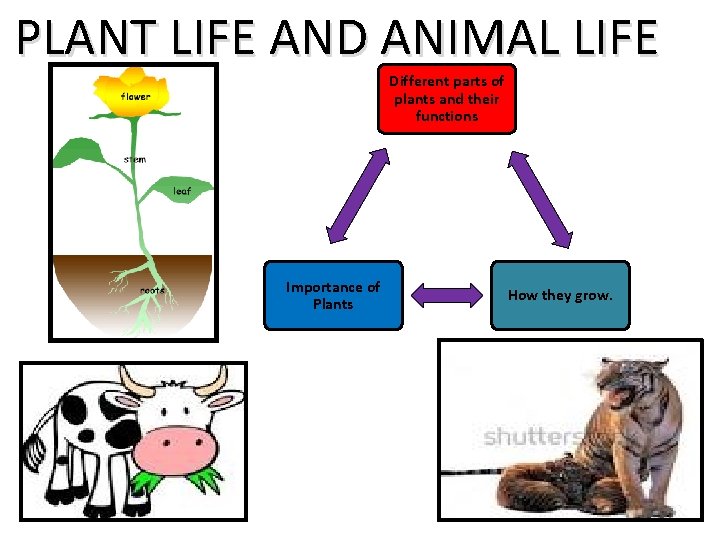 PLANT LIFE AND ANIMAL LIFE Different parts of plants and their functions Importance of