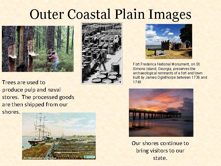 Outer Coastal Plain Images Trees are used to produce pulp and naval stores. The