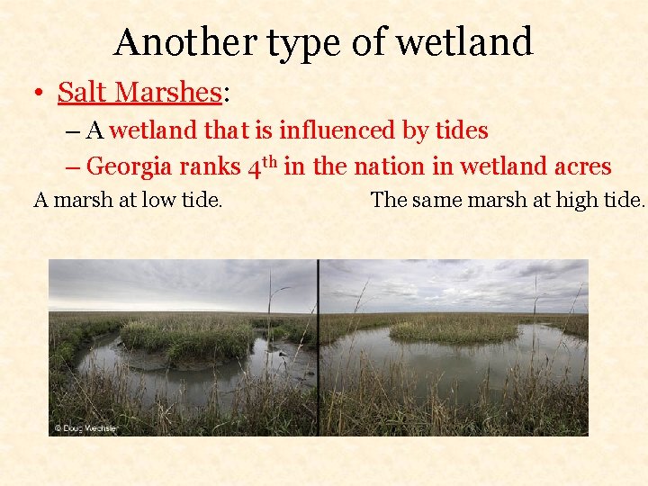 Another type of wetland • Salt Marshes: – A wetland that is influenced by