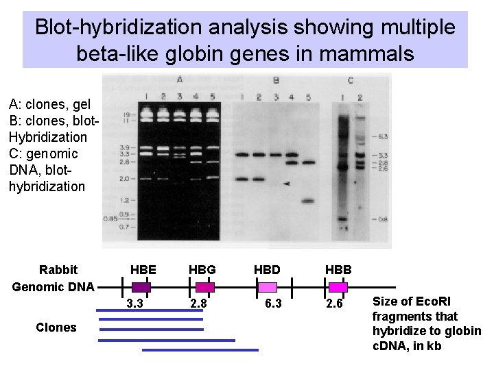 Blot-hybridization analysis showing multiple beta-like globin genes in mammals A: clones, gel B: clones,