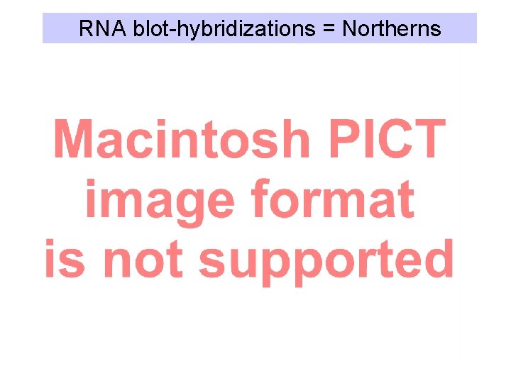 RNA blot-hybridizations = Northerns 