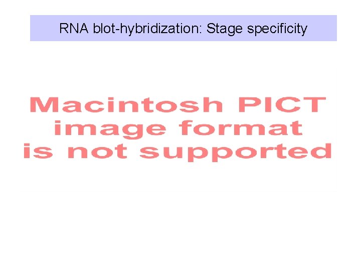 RNA blot-hybridization: Stage specificity 