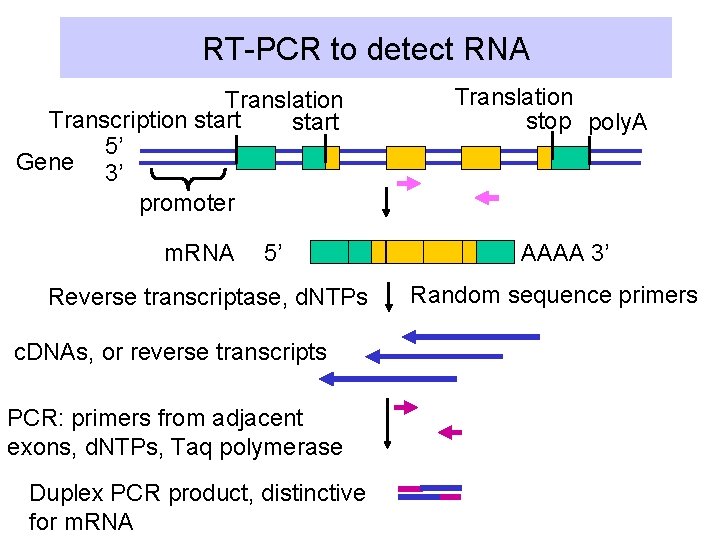 RT-PCR to detect RNA Translation Transcription start 5’ Gene 3’ promoter m. RNA 5’