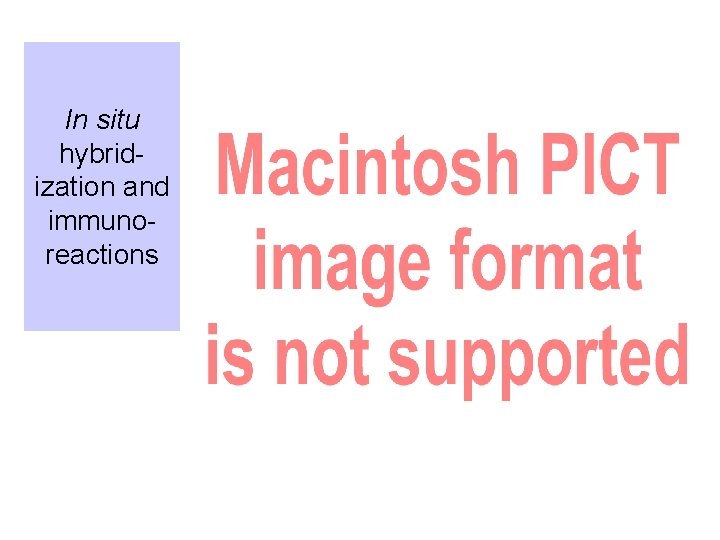 In situ hybridization and immunoreactions 
