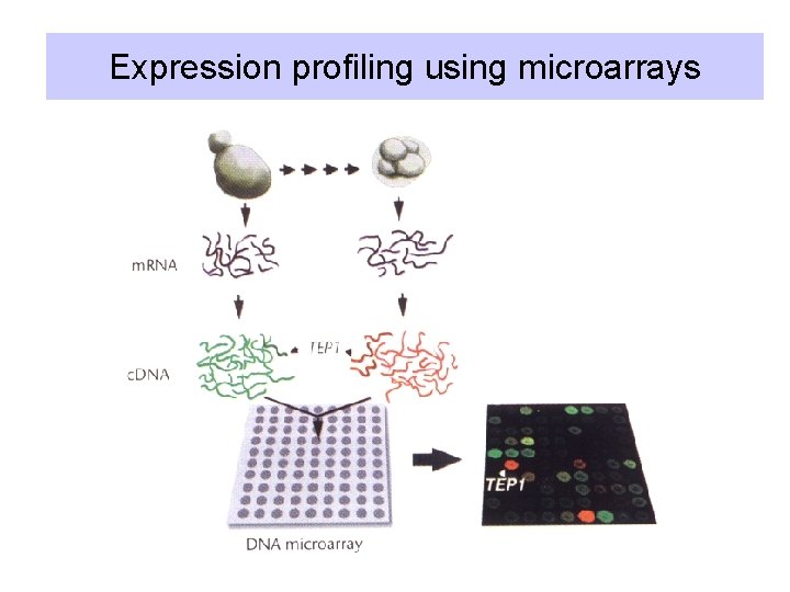 Expression profiling using microarrays 