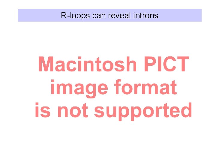 R-loops can reveal introns 
