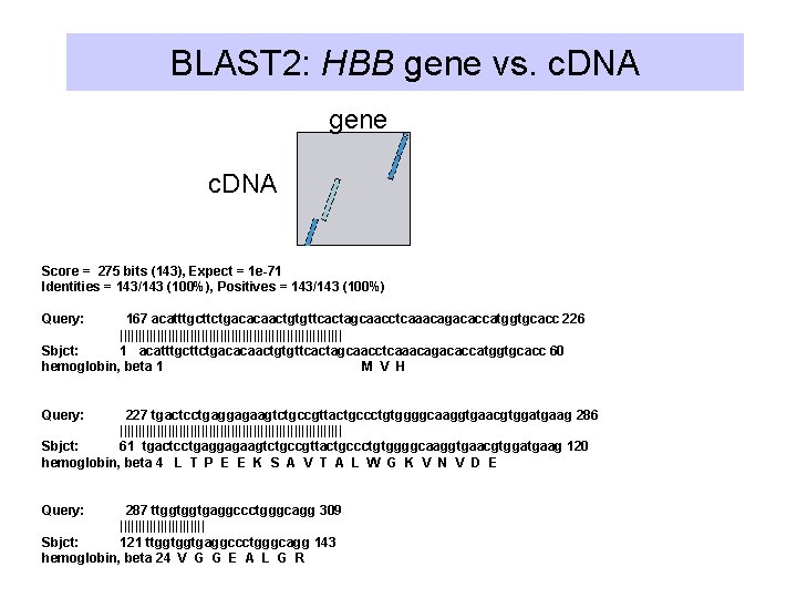 BLAST 2: HBB gene vs. c. DNA gene c. DNA Score = 275 bits