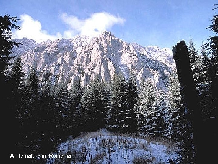 White nature in Romania 