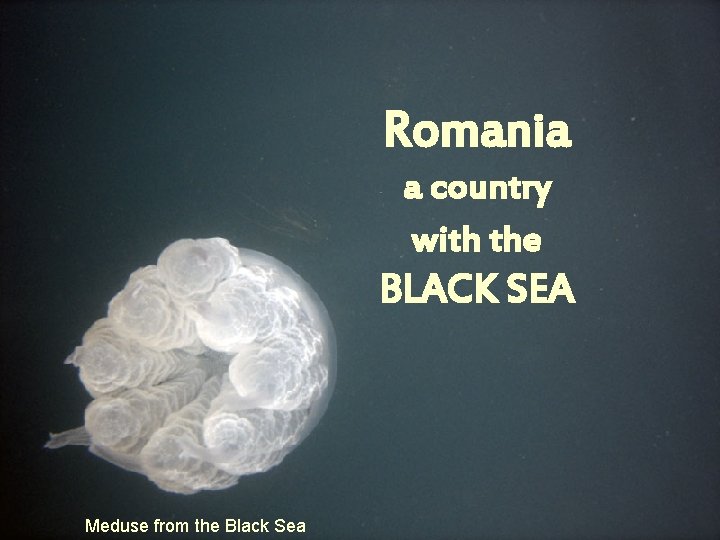 Romania a country with the BLACK SEA Meduse from the Black Sea 