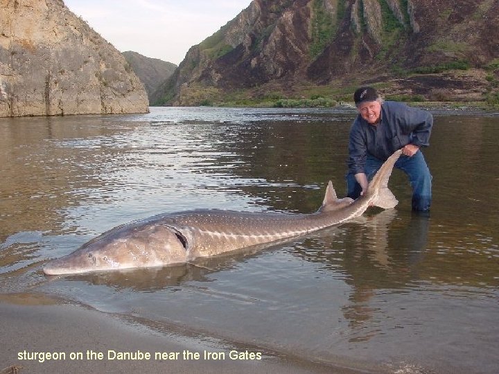 sturgeon on the Danube near the Iron Gates 