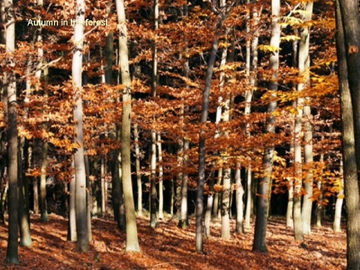 Autumn in the forest 