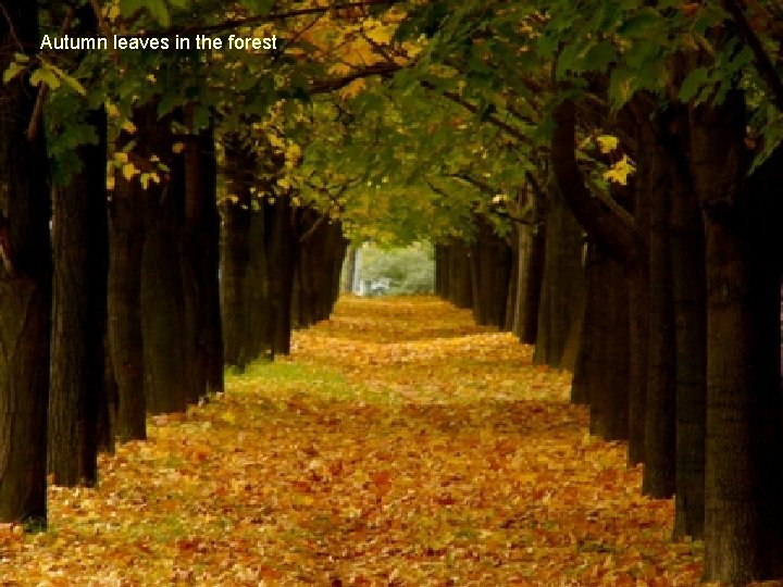 Autumn leaves in the forest 