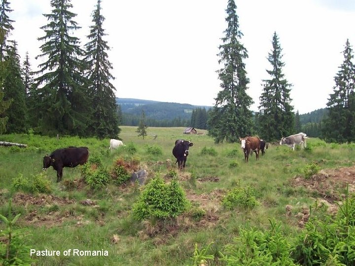 Pasture of Romania 