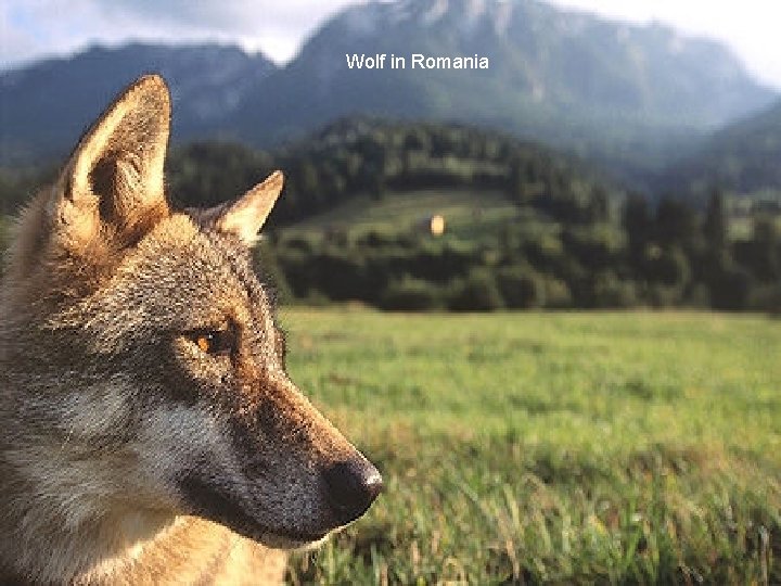 Wolf in Romania 