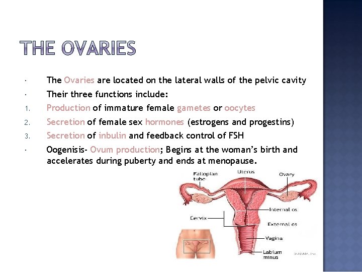  The Ovaries are located on the lateral walls of the pelvic cavity Their