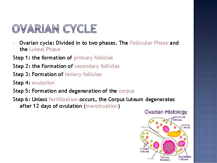  Ovarian cycle: Divided in to two phases. The Follicular Phase and the Luteal