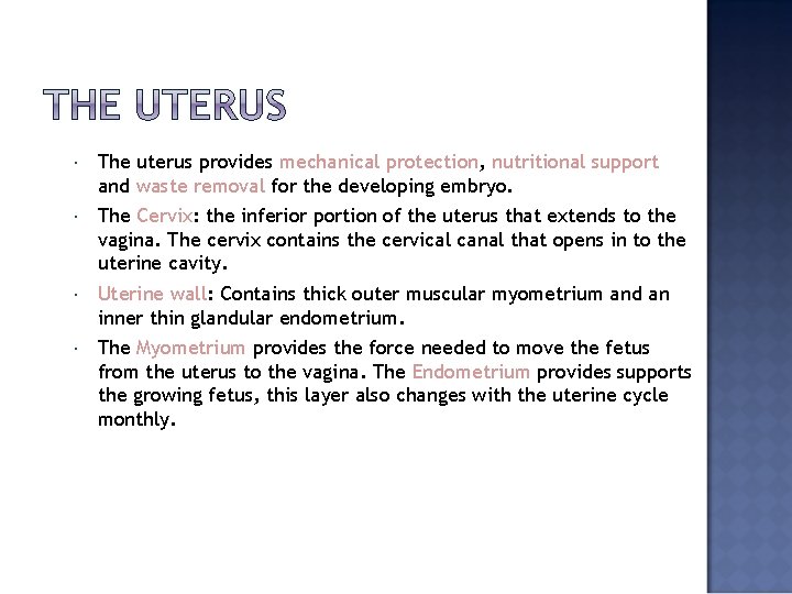  The uterus provides mechanical protection, nutritional support and waste removal for the developing