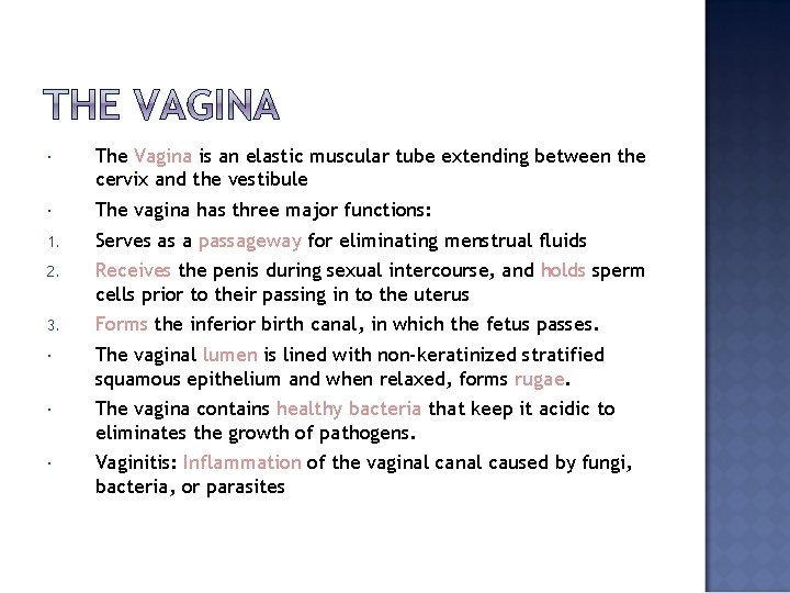  The Vagina is an elastic muscular tube extending between the cervix and the