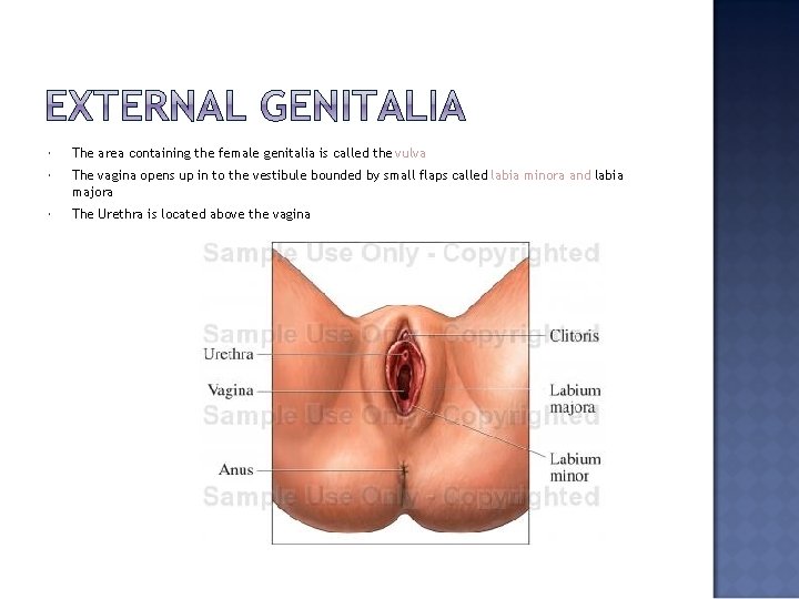 The area containing the female genitalia is called the vulva The vagina opens