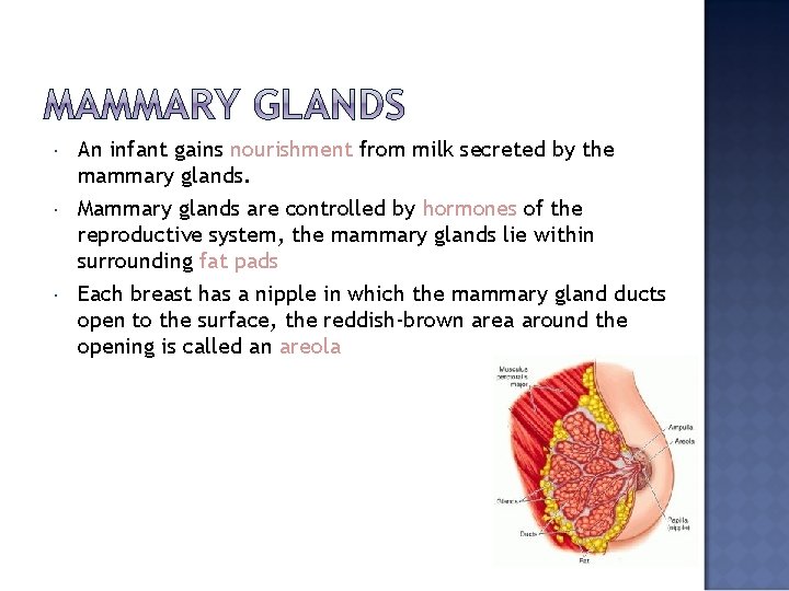  An infant gains nourishment from milk secreted by the mammary glands. Mammary glands