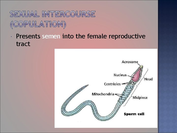  Presents semen into the female reproductive tract 