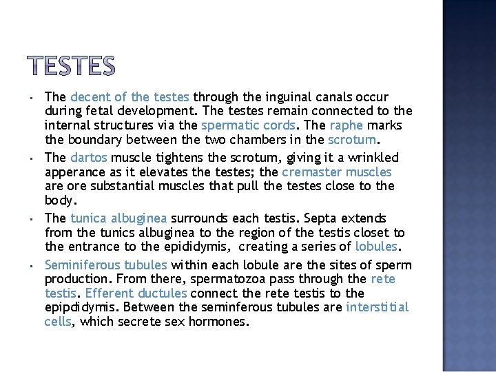  • • The decent of the testes through the inguinal canals occur during