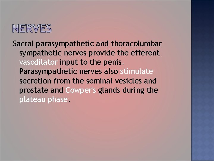 Sacral parasympathetic and thoracolumbar sympathetic nerves provide the efferent vasodilator input to the penis.