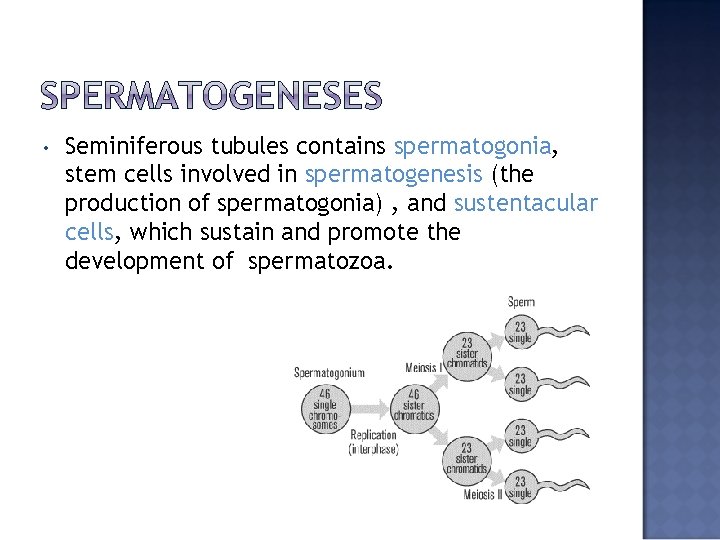  • Seminiferous tubules contains spermatogonia, stem cells involved in spermatogenesis (the production of