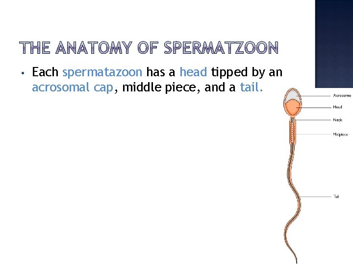  • Each spermatazoon has a head tipped by an acrosomal cap, middle piece,