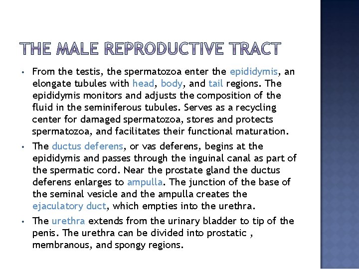  • • • From the testis, the spermatozoa enter the epididymis, an elongate