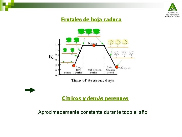 Frutales de hoja caduca Cítricos y demás perennes Aproximadamente constante durante todo el año