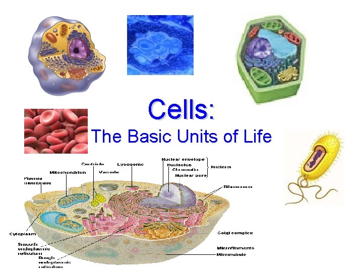 Cells: The Basic Units of Life 