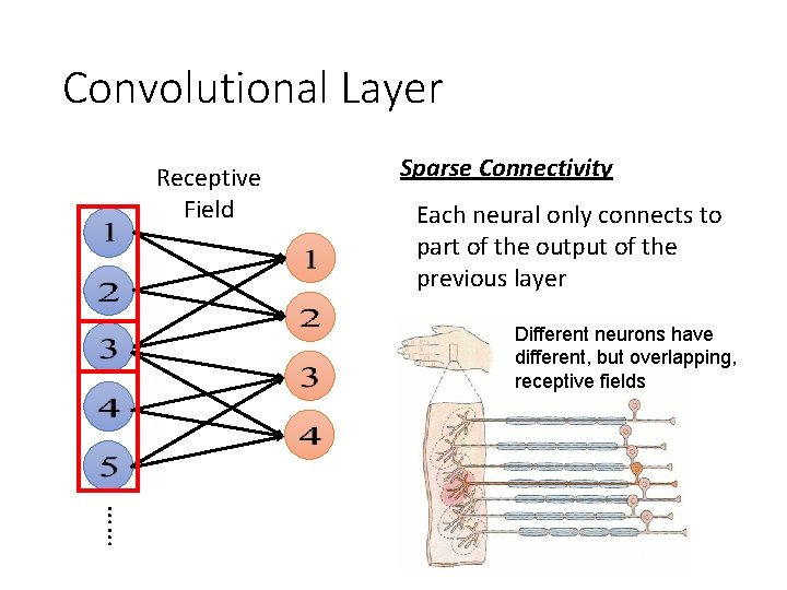 Convolutional Layer Receptive Field Sparse Connectivity Each neural only connects to part of the