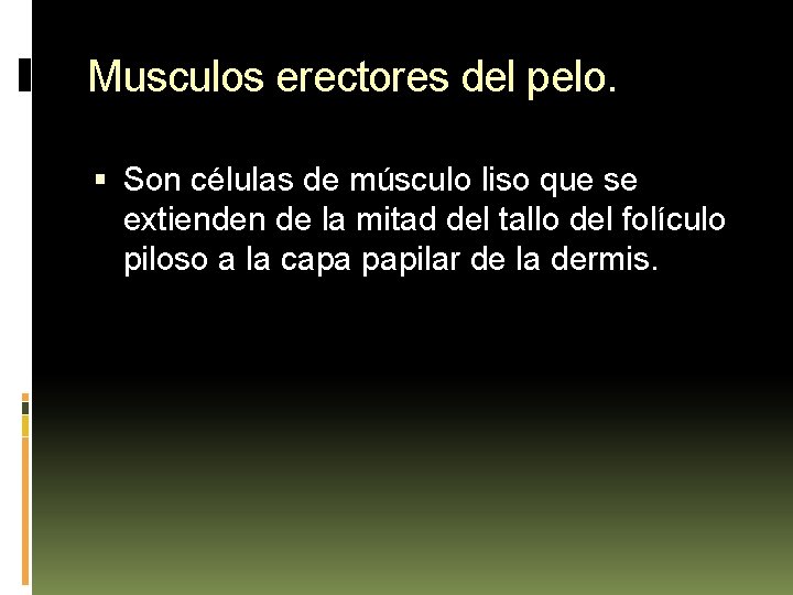 Musculos erectores del pelo. Son células de músculo liso que se extienden de la