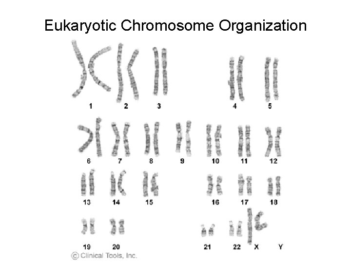 Eukaryotic Chromosome Organization 