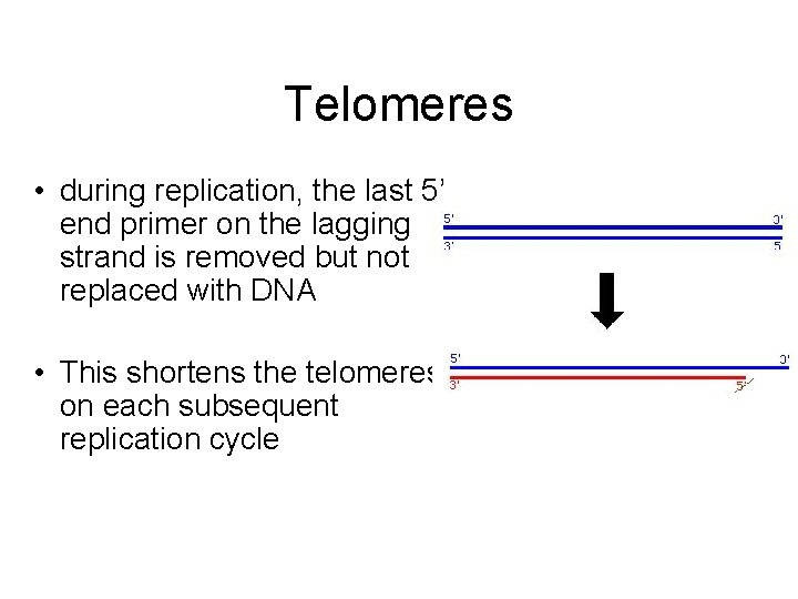 Telomeres • during replication, the last 5’ end primer on the lagging strand is