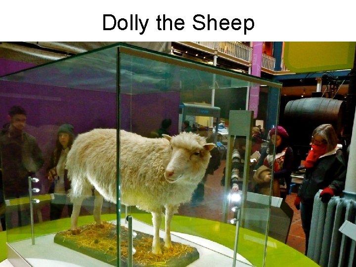 Dolly the Sheep 